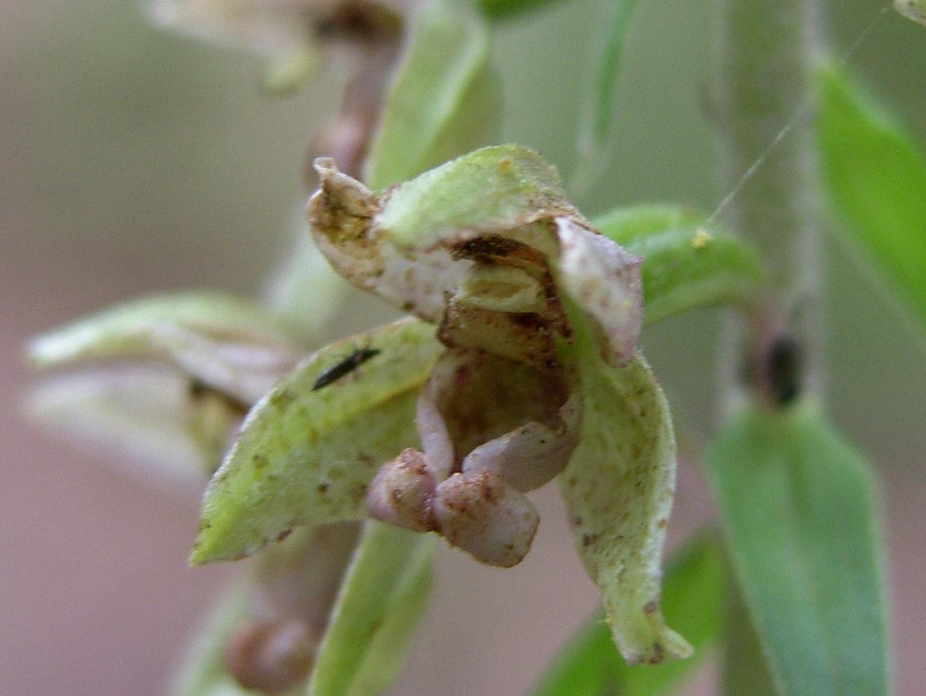 Epipactis 2: viridiflora?